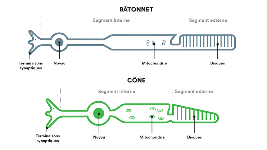 Schéma de cônes et bâtonnets